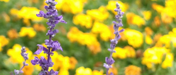 ?沈陽環境監測機構詳解環境監測之益處